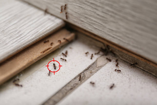 Best Pest Control Near Me  in Larch Y, WA