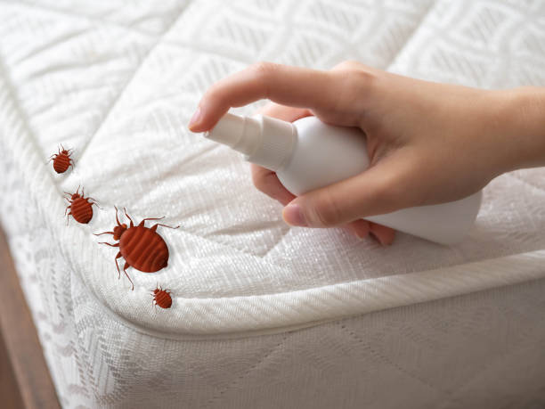 Best Bed Bug Extermination  in Larch Y, WA